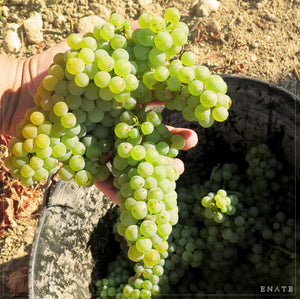 Enate - Fermentado en Barrica, Chardonnay 2021