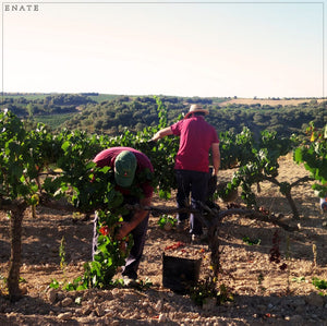 Enate - Chardonnay ´234´ 2023